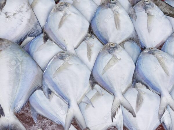 96876500 fresh white pomfret fish in the seafood market