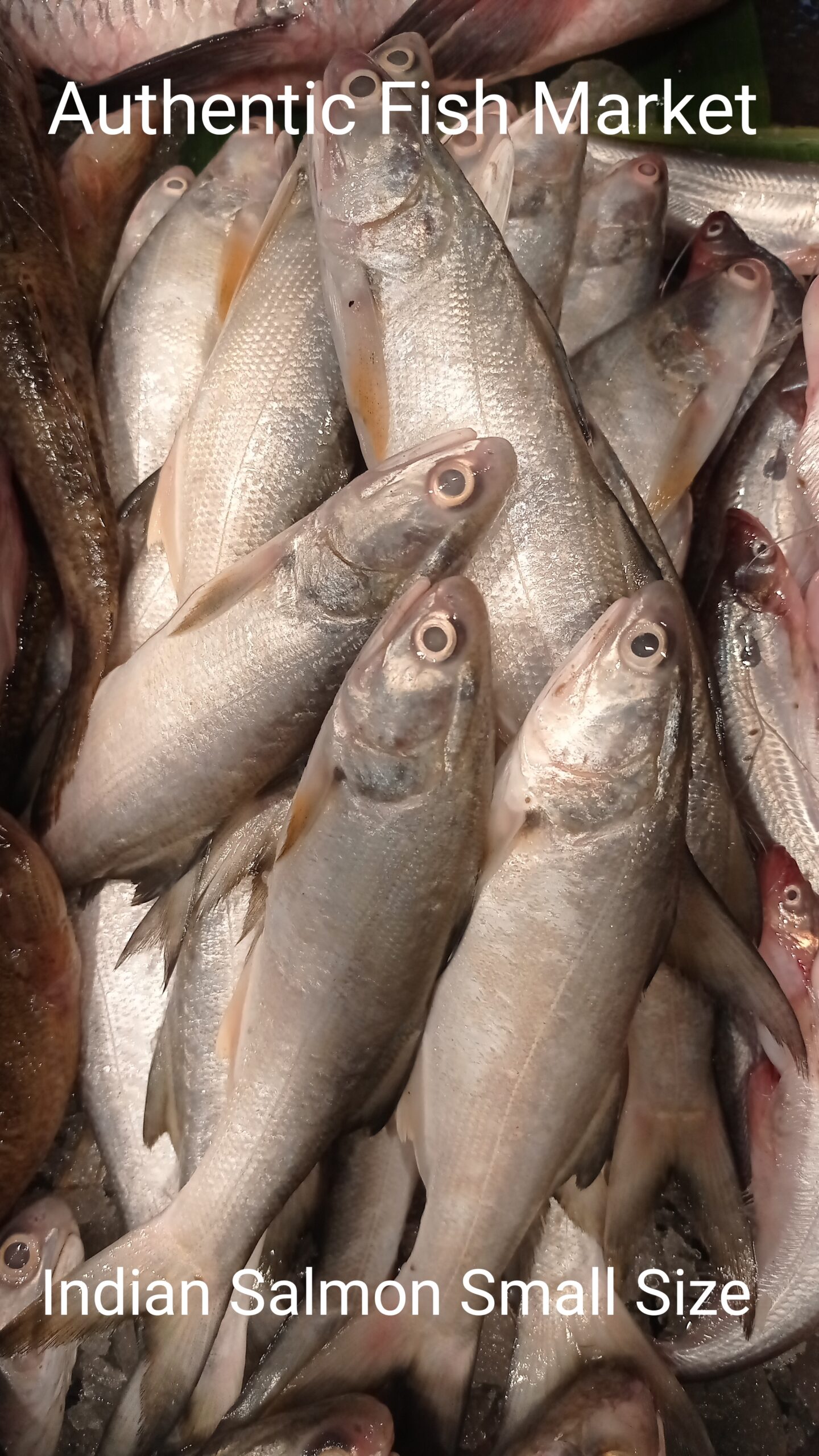 Fresh indian salmon fish small size (ছোট গুরজালী মাছ) - Authentic Fish  Market