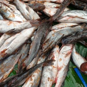 Fresh desi tangra fish medium size(মাঝারি সাইজ দেশি ট্যাৎরা)