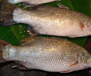 Fresh original kolkata bhetki fish approx 1 kg.