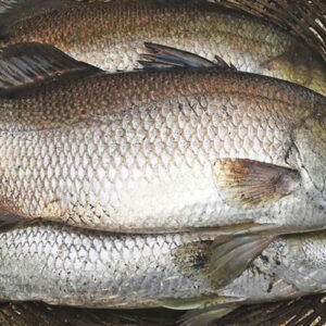 Fresh original bhetki fish(ভেটকি মাছ) approx 2.5 kg
