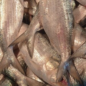 Fresh hilsa fish(ইলিশ মাছ) approx 750 gm