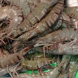 Fresh tiger prawn large(বড় বাগদা চিংড়ি)
