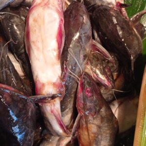 Fresh desi tangra fish large size(বড় দেশী ট্যাৎরা)