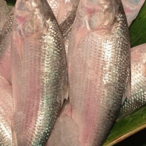 Fresh hilsa fish 1 piece(gross weight approx 800gm to 900mg)