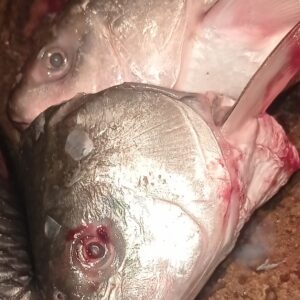 Fresh rohu fish head(রুই মাছের মাথা) approx 400gm