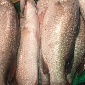 Fresh original kolkata bhetki fish approx 5 kg.(4 to 5 pieces whole fish)